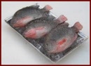 SA309 Tray of Fish on Ice
